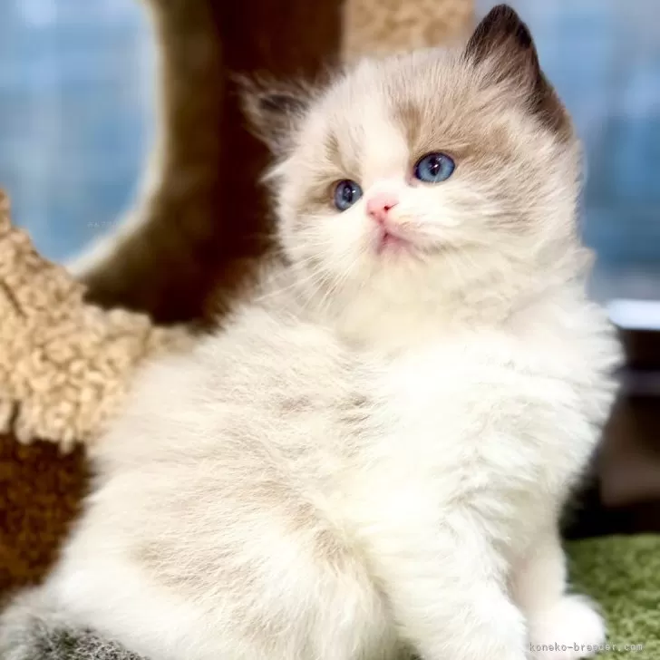 ID：2503-00703の子猫