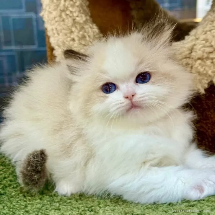 ID：2505-02945の子猫