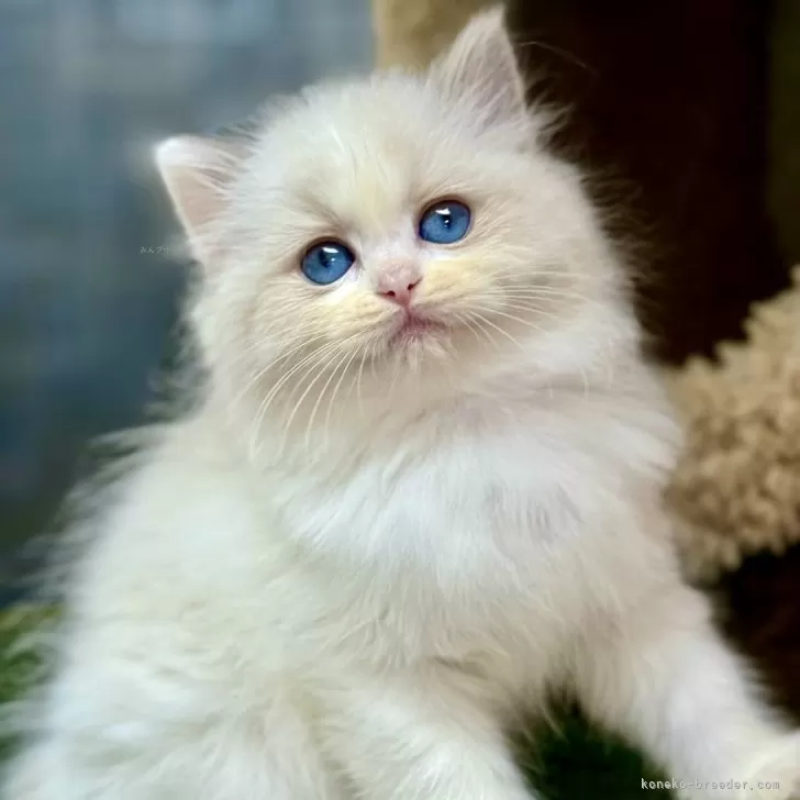 A.S 様のお迎えした子猫