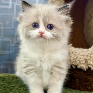 ラグドール【千葉県・女の子・2026年2月17日・シールポイントバイカラー】の写真「姿勢は端正で、自然な自信と落ち着きを感じさせます」