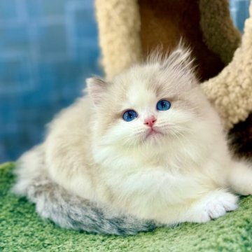 ラグドール【千葉県・男の子・2025年4月25日・ブルーポイントバイカラー】の写真「一目で誰もが虜になる愛らしい存在です」