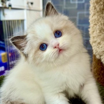 ラグドール【千葉県・男の子・2025年10月9日・シールポイントバイカラー】の写真「いつもキラキラしたお目々で見つめてます」