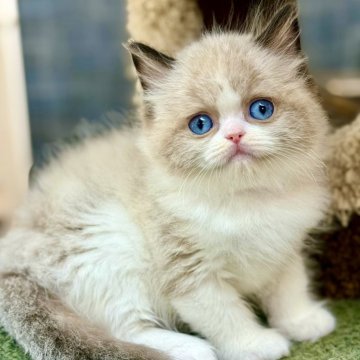 ラグドール【千葉県・男の子・2025年9月28日・シールポイントバイカラー】の写真「大きな瞳で甘えん坊、可愛さ満点」