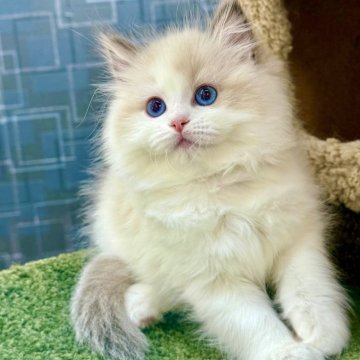 ラグドール【千葉県・女の子・2025年4月15日・ブルーポイントバイカラー】の写真「姿勢は端正で、自然な自信と落ち着きを感じさせます」