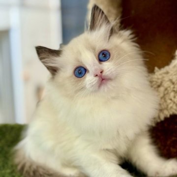 ラグドール【千葉県・女の子・2025年10月12日・シールポイントバイカラー】の写真「見つめられるだけで癒される甘い表情」