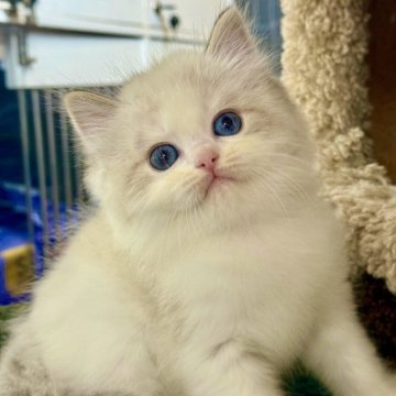 ラグドール【千葉県・男の子・2025年10月8日・シールリンクスポイントバイカラー】の写真「優しい瞳でそっと寄り添う、甘く可愛い男の子」