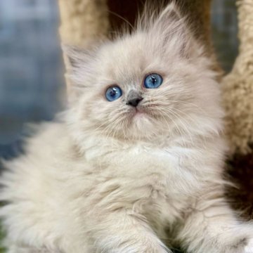 ラグドール【千葉県・女の子・2025年9月20日・ブルーポイントミテッド】の写真「穏やかで癒し系、抱っこ好きなラグちゃん💕」