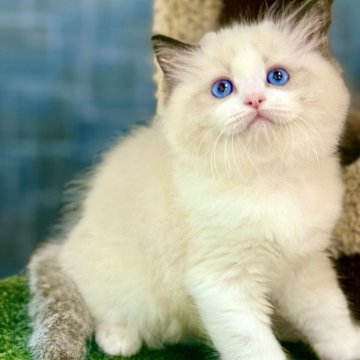 ラグドール【千葉県・男の子・2025年3月28日・シールポイントバイカラー】の写真「小さな顔がふんわりとした雲のように丸く、目は大きく」