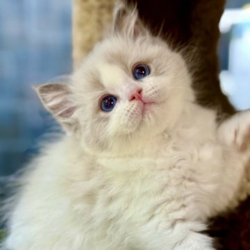 ラグドール【千葉県・男の子・2025年3月29日・ブルーポイントバイカラー】の写真「サファイアのような目が最も目を引き、澄んでいて輝き」