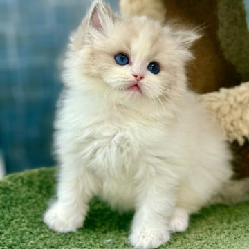 ラグドール【千葉県・男の子・2025年6月1日・ブルーポイントバイカラー】の写真「完備の八割、体格が均整で、優雅な体の構造があり」