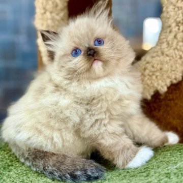 ラグドール【千葉県・男の子・2025年4月2日・シールポイントミテッド】の写真「まるで柔らかな雲のように、温かな陽光の中で軽やかに」
