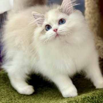ラグドール【千葉県・男の子・2025年7月19日・ブルーリンクスポイントバイカラー】の写真「見た目が可愛いだけでなく、まるで甘えん坊の天才」