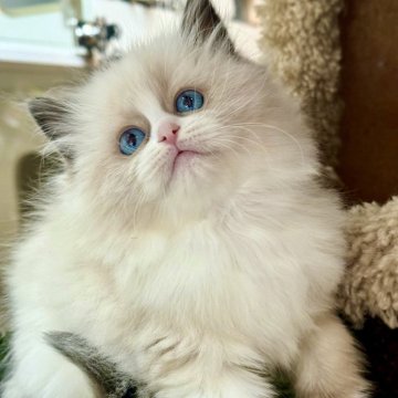 ラグドール【千葉県・男の子・2025年10月13日・シールポイントバイカラー】の写真「無邪気で愛らしい性格で初めて会う人にもすぐ心」