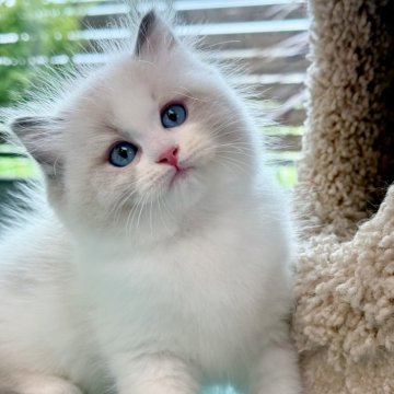 ラグドール【千葉県・男の子・2026年3月24日・シールポイントバイカラー】の写真「甘えん坊な天使みたいな、ふわふわの小さな王子様」