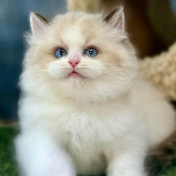 ラグドール【千葉県・男の子・2025年6月1日・シールポイントバイカラー】の写真「幼い頃からすでに特別な気品を漂わせてい」