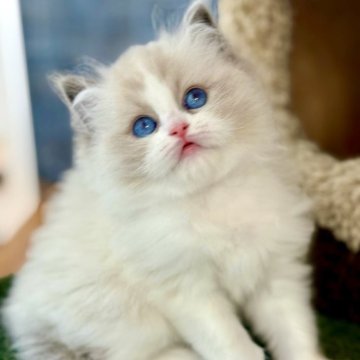 ラグドール【千葉県・男の子・2025年10月9日・シールポイントバイカラー】の写真「お顔も、骨格も、毛色も、性格もすべてが美しい理想形」