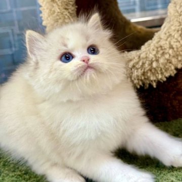ラグドール【千葉県・男の子・2025年10月8日・シールリンクスポイントバイカラー】の写真「まるで小さなぬいぐるみのように可愛らしい存在です。」