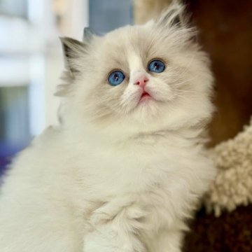 ラグドール【千葉県・男の子・2025年10月9日・ブルーポイントバイカラー】の写真「とても甘えん坊で、人のそばにぴたっと寄り添う」