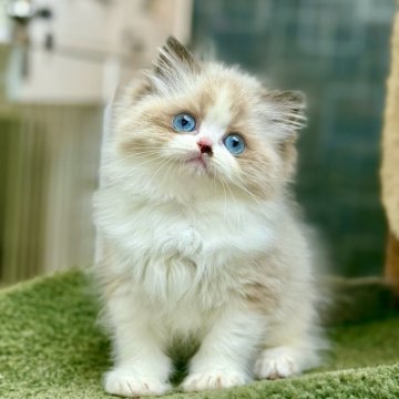 ラグドール【千葉県・女の子・2025年5月29日・シールポイントバイカラー】の写真「くっつき虫のように、どこへ行ってもずっとついてき」
