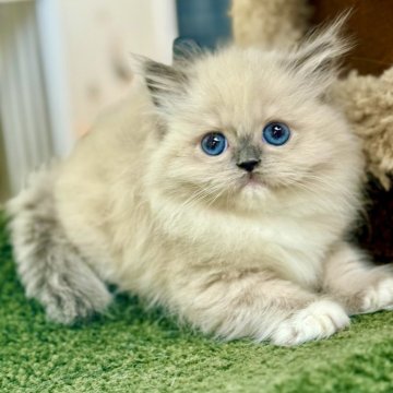 ラグドール【千葉県・男の子・2025年6月15日・ブルーポイントミテッド】の写真「童趣と天真さに満ちた小さな青顔💕」