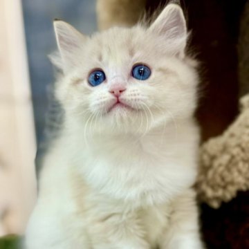 ラグドール【千葉県・男の子・2025年10月12日・シールリンクスポイントバイカラー】の写真「元気いっぱい、明るい性格で、人懐っこさがとても魅力」