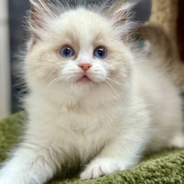 ラグドール【千葉県・女の子・2025年9月17日・シールポイントバイカラー】の写真「走り回って遊ぶのが大好き抱っこされるのもとても楽い」