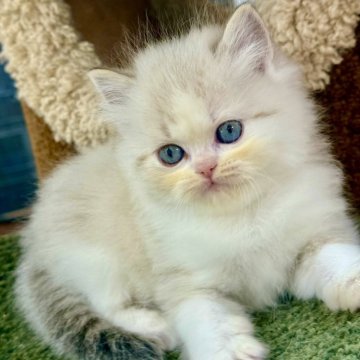 ラグドール【千葉県・男の子・2025年10月8日・シールリンクスポイントバイカラー】の写真「素直で遊び好き、ちょっといたずらもする可愛さ」