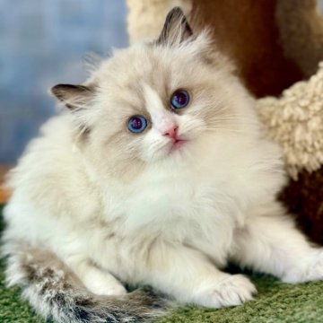 ラグドール【千葉県・男の子・2025年10月9日・シールポイントバイカラー】の写真「かわいい、かわいいと連発するほどかわいい子」