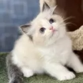 ラグドール【千葉県・女の子・2025年2月28日・シールポイントバイカラー】の写真1「澄んだブルーの瞳でじっと見つめてくる姿は、まるで話しかけているかのよう。その姿に、思わず抱きしめたく」