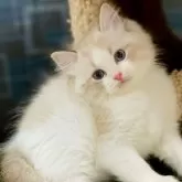 ラグドール【千葉県・男の子・2024年10月21日・シールリンクスポイントバイカラー】の写真1「コンパクトな体型ながらも姿勢がしっかりとしており、自然体でありながら落ち着いた雰囲気を持っています。」