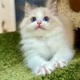 ラグドール【千葉県・男の子・2025年3月6日・ブルーポイントバイカラー】の写真2「雲のようにふわふわとした毛並みを持ち、全身は純白に淡いブルーがやさしく重なり合っている。特に宝石のよ」