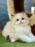 ラグドール【千葉県・男の子・2025年4月2日・シールポイントバイカラー】の写真2