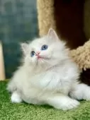 ラグドール【千葉県・女の子・2025年7月22日・ブルートーティポイントバイカラー】の写真3