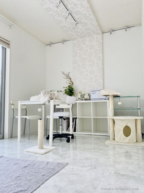 松浦　彩織(まつうら　さおり)ブリーダー(香川県・ミヌエットなど・ICC登録)の紹介写真3