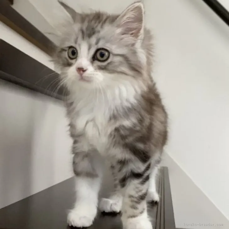 ID:2306-01263の子猫