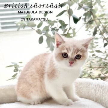 ブリティッシュショートヘア【香川県・男の子・2024年9月8日・クリーム&ホワイト（ショート）】の写真「激推し！待望のクリーム&ホワイトちゃん♡」