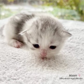 ミヌエット(短足)【香川県・女の子・2023年9月27日・ダイリュートキャリコ】の写真「ダイリュートキャリコ短足ちゃん♡」