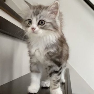 マンチカン(長足)【香川県・男の子・2023年4月10日・クラシックシルバータビー&ホワイト（セミロング）】の写真「抱っこok、女の子のようなお顔の男の子🎵」