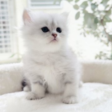 ミヌエット(長足)【香川県・女の子・2024年9月28日・チンチラシルバー（セミロング）】の写真「足元のラインが可愛いラインちゃん♡」