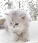 ミヌエット(長足)【香川県・女の子・2022年12月1日・シルバータビー】の写真3