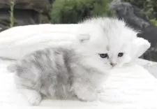 ミヌエット(短足)【香川県・女の子・2025年8月25日・チンチラシルバー】の写真12