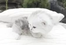 ミヌエット(短足)【香川県・女の子・2025年8月25日・チンチラシルバー】の写真13