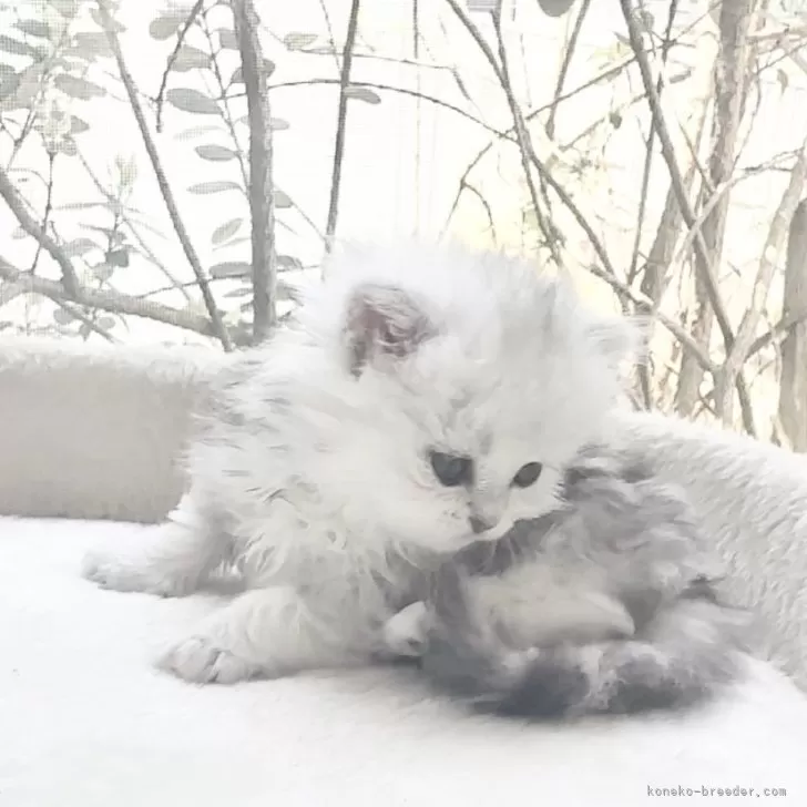 ID:2505-02003の子猫