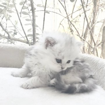 ミヌエット(長足)【香川県・女の子・2025年4月14日・チンチラシルバー（セミロング）】の写真「マッタリーノちゃん♡」