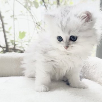 ミヌエット(長足)【香川県・男の子・2025年4月14日・チンチラシルバー（セミロング）】の写真「ふわふわちゃん♡」