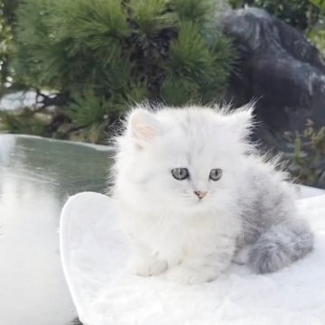 ミヌエット(短足)【香川県・女の子・2025年8月25日・チンチラシルバー（セミロング）】の写真「極短足ちゃん♡」