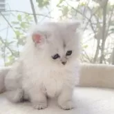 ミヌエット(長足)