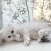 ペルシャ(チンチラ)