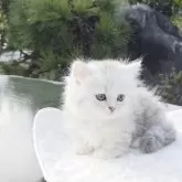 ミヌエット(短足)【香川県・女の子・2025年8月25日・チンチラシルバー】の写真1