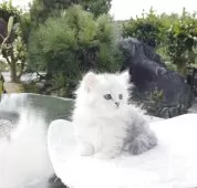 ミヌエット(短足)【香川県・女の子・2025年8月25日・チンチラシルバー】の写真3